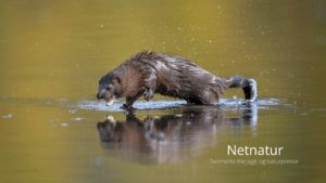Bekæmpelse af mink