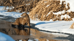 Mink: Værste eller bedste udbytte i 20 år