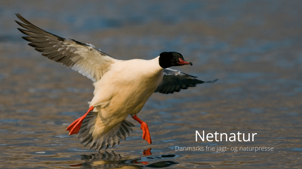 Stor skallesluger - en farverig fisker