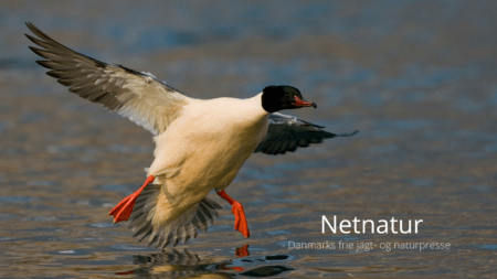 Stor skallesluger - en farverig fisker