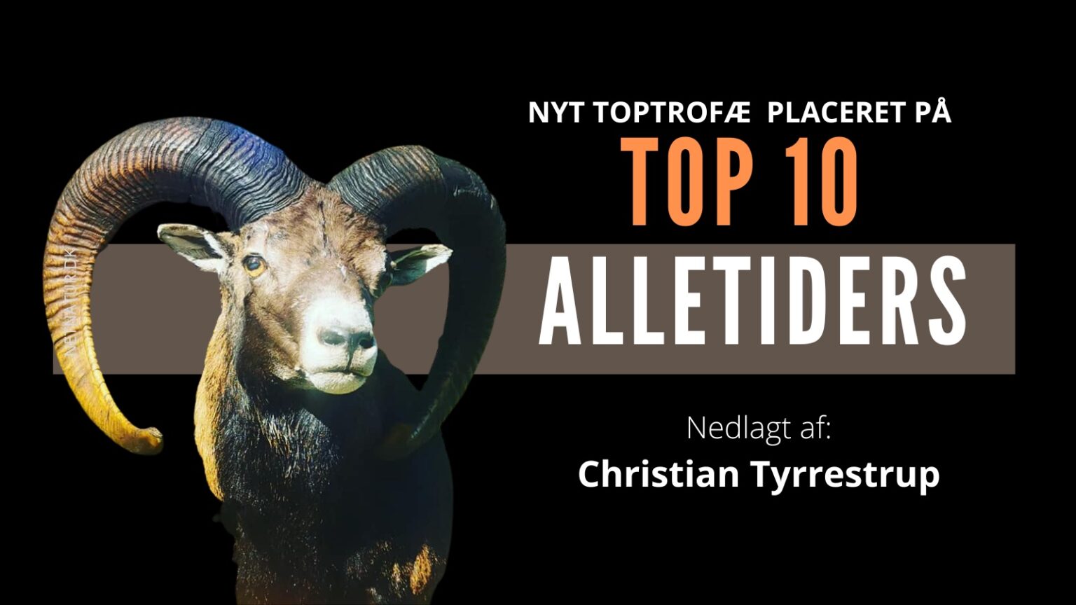Polsk muflon på TOP 10