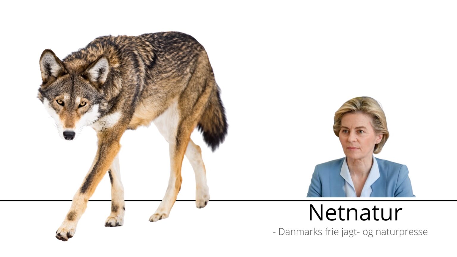 Ursula von der Leyen i spidsen for ny ulvepolitik