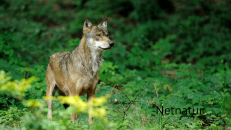 Nu bliver der tilskud til ulvesikre hegn i hele Jylland