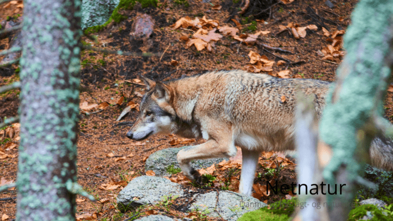 Ulve vil koste kvæglandmænd i USA kassen