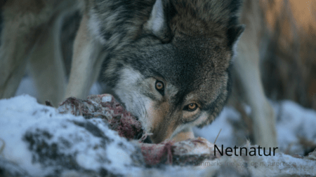 40 kilometer ulvesikkert hegn