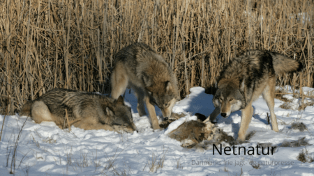 Ulv i Danmark: Skal antallet nu reguleres?