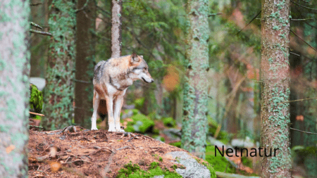 Enlig ulv på besøg ved skole