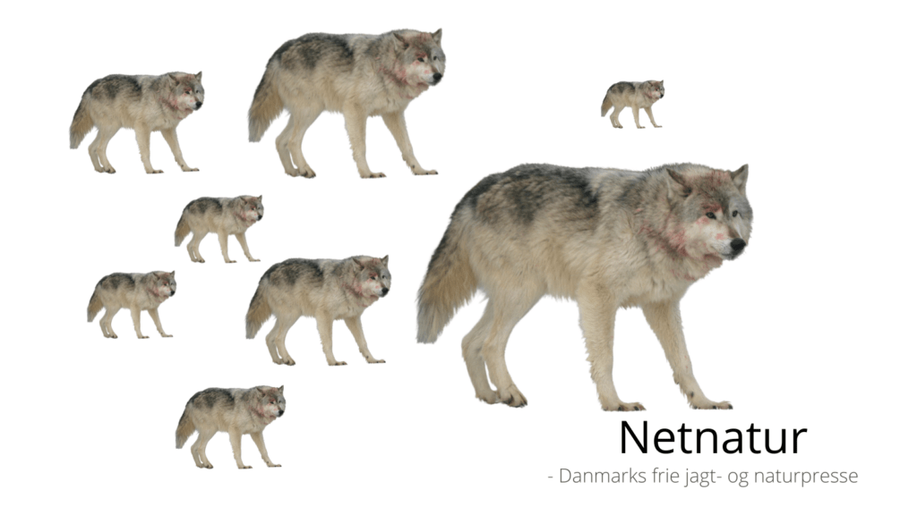 Hvad du bør gøre, hvis du møder ulve i byen