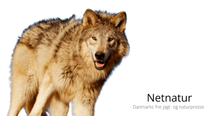 Undersøgelse viser danskernes holdning til forvaltning af ulv