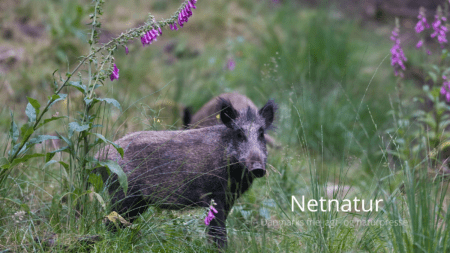 SVA i Sverige gør meget ondt på jægere og andre naturbrugere