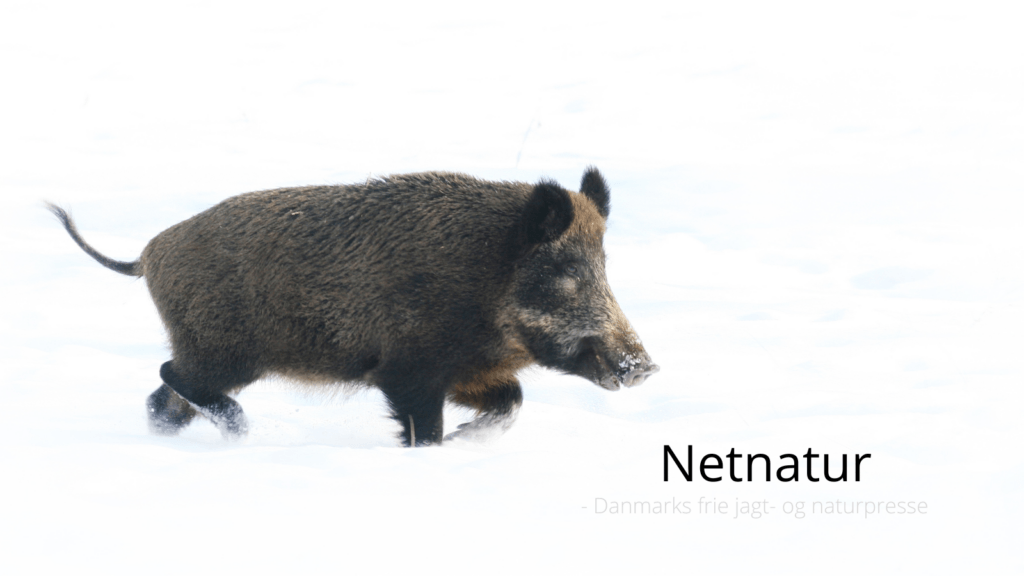 Guide til valg af jagtrejseudbyder Guide til valg af jagtrejseudbyder