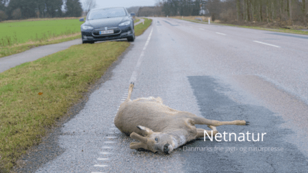 Vildt i trafikken: Ingen lov mod flugtbilister