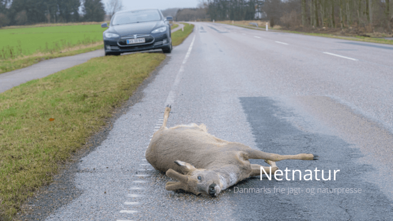 Vildt i trafikken: Ingen lov mod flugtbilister Vildt i trafikken: Ingen lov mod flugtbilister