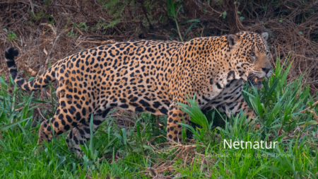 Amazonas: 880.000 kvadratkilometer mistet på fire årtier Amazonas mistet 880.000 kvadratkilometer på fire årtier