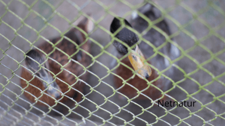 Anklage om ulovlig fældefangst trækker medieopmærksomhed Anklage om ulovlig fældefangst trækker medieopmærksomhed