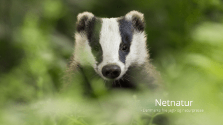 Grævling: Danmarks helt egen panda Grævling: Danmarks helt egen panda