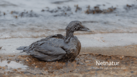 Massedød af fugle i udsigt Massedød af fugle i udsigt