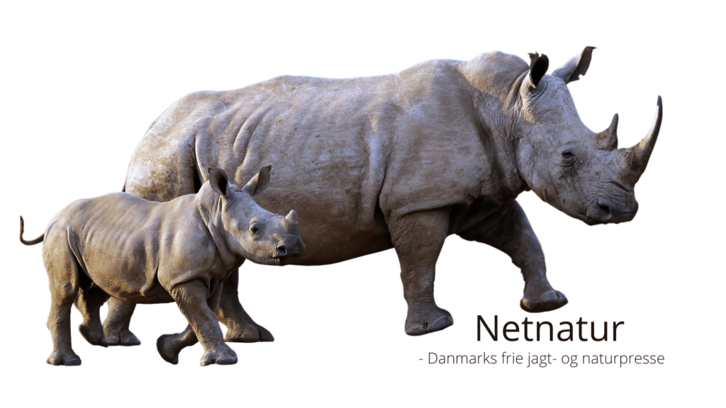 Næsehorn skal rewildes i hele Afrika