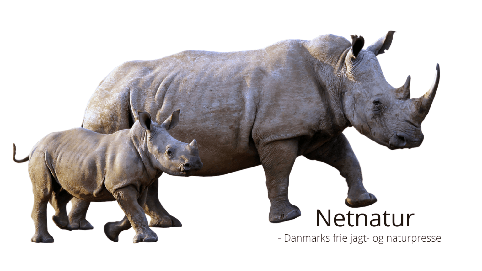 Næsehorn skal rewildes i hele Afrika Næsehorn skal rewildes i hele Afrika