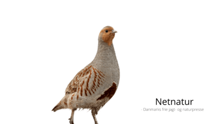 Danmarks Nationale Vildtart