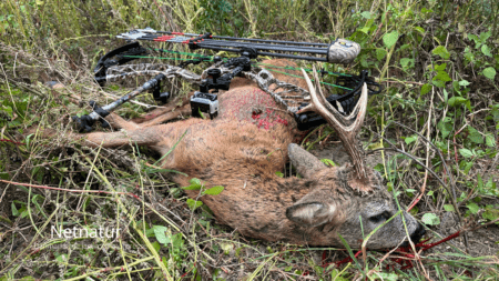 En fuldstændig "vild, hård, og opløftende" buejagt på en oktoberbuk