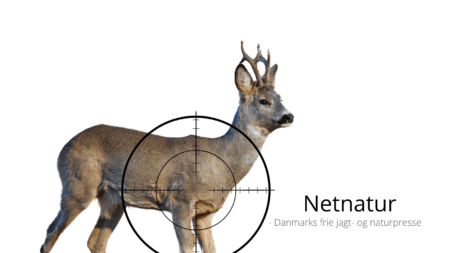 Bukkejagt og adaptiv vildtforvaltning