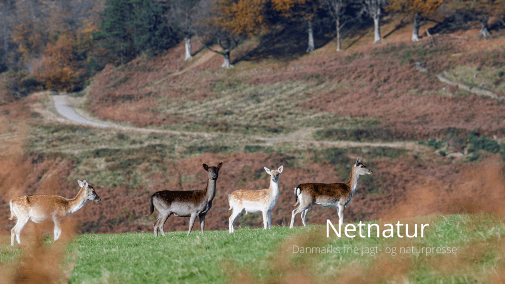 Hvor findes de forskellige dyrearter i Danmark?