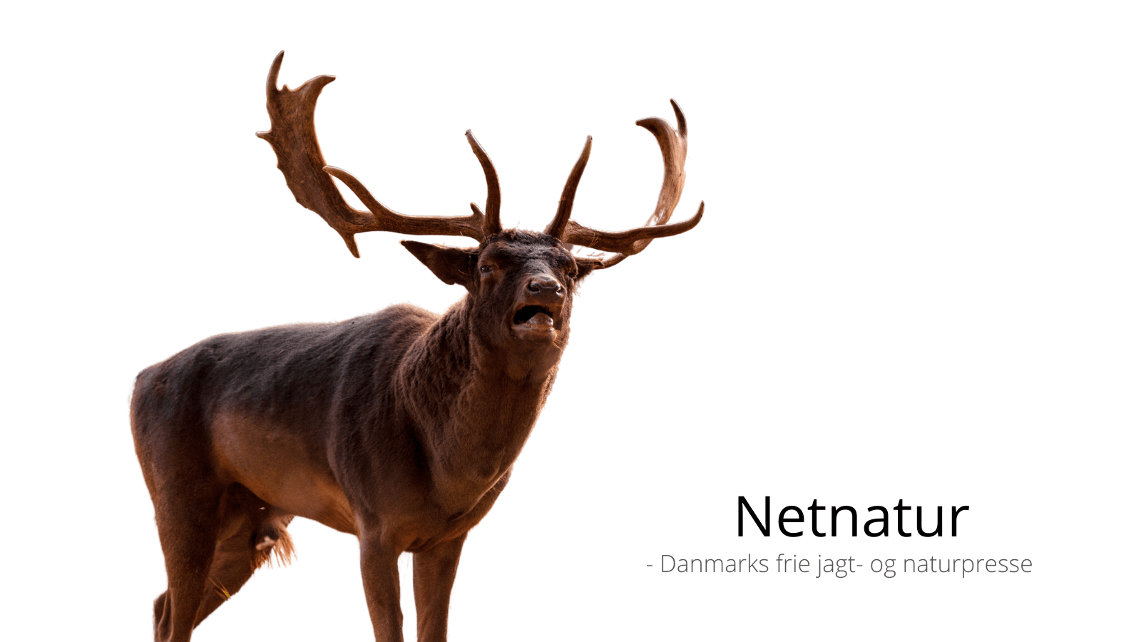 Dåhjort - jagtrejse