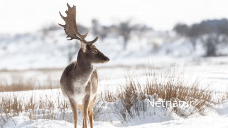 Dådyr og forretning