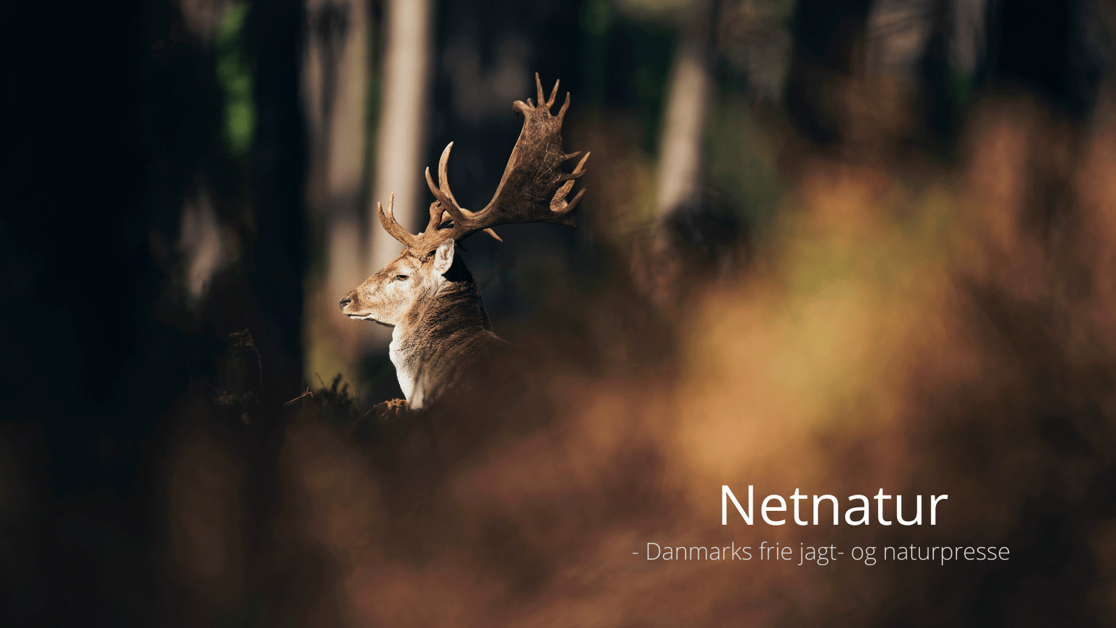 Oldenår og dåvildt - voksen dåhjort