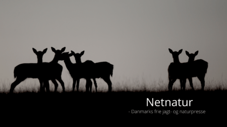 Råvildt og dåvildt