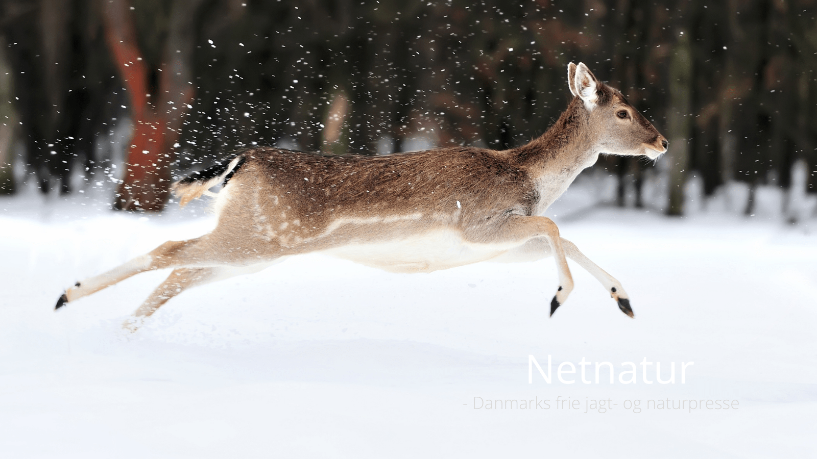 Drivjagt - jagtrejse