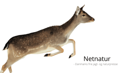 Borgerstyret adaptiv forvaltning