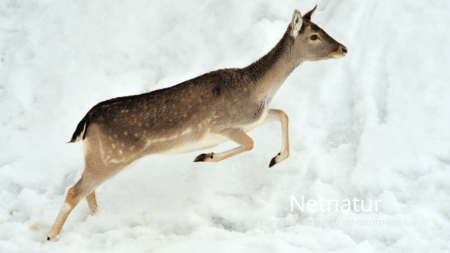 Regulering af jagt i høj sne