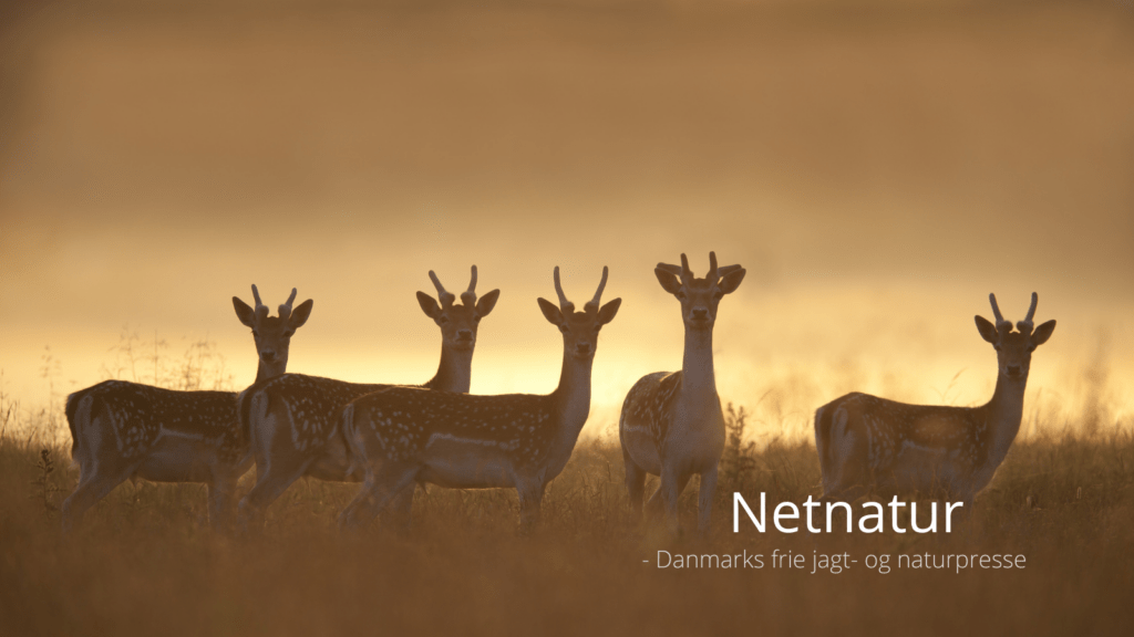 Hvor meget dåvildt står der på Fyn og øerne? Hvor meget dåvildt står der på Fyn og øerne?