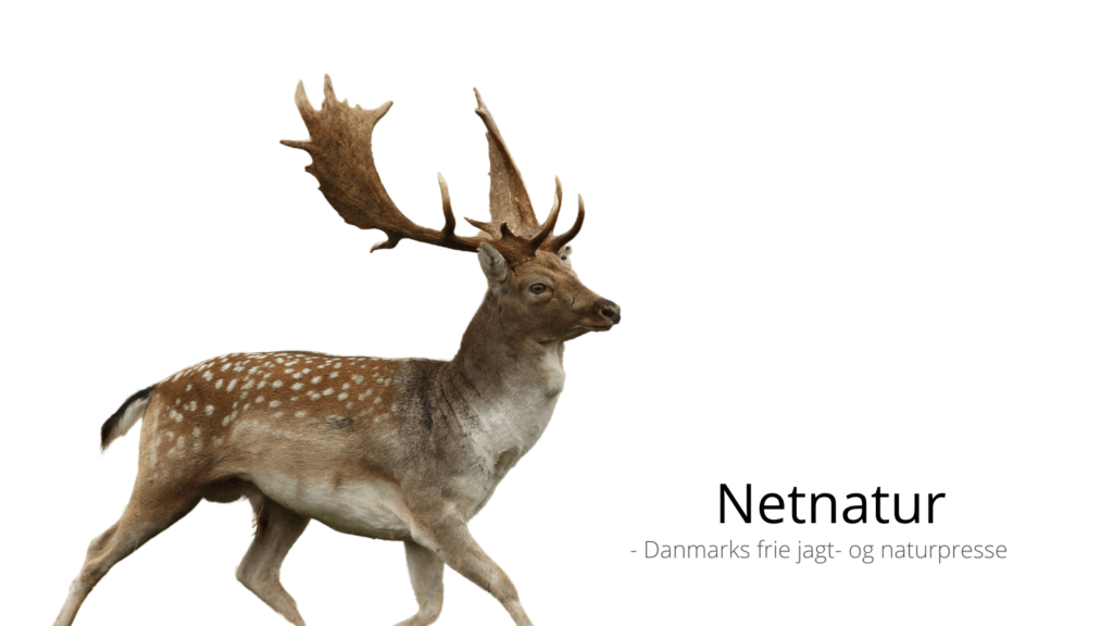 Dåvildtbestand sætter ny rekord