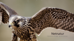 Dværgfalken – hellere lille og vågen … Dværgfalken - hellere lille og vågen ...