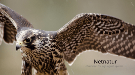 Dværgfalken - hellere lille og vågen ...