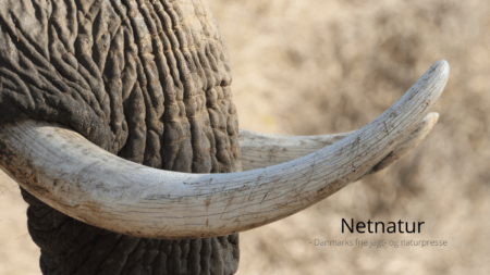 Spørgsmål og svar hvis jagtrejsen går til Sydafrika Spørgsmål og svar hvis jagtrejsen går til Sydafrika