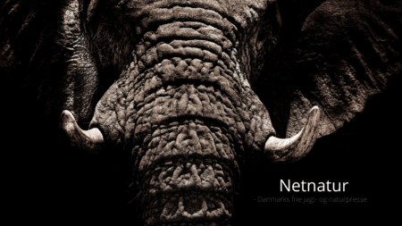 Elefantbestanden stabil i det sydlige Afrika Elefantbestanden stabil i det sydlige Afrika