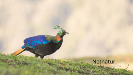 Glansfasan: Verdens måske mest højtskattede fasan Glansfasan: Verdens måske mest højtskattede fasan