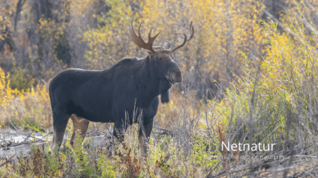 Elgbestand historisk lav
