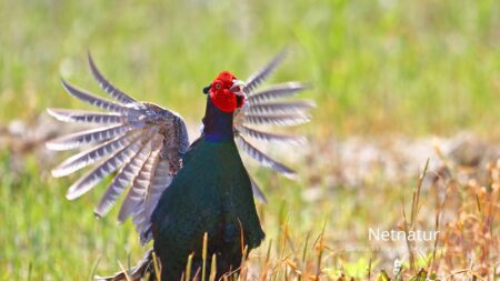 Den grønne fasan - æret af helt speciel årsag