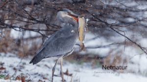 Ørred, odder og fiskehejre