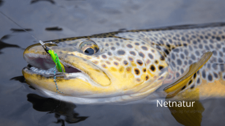 Mindstemål for fisk