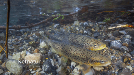Havørred lever livet farligt i ugerne efter gydning