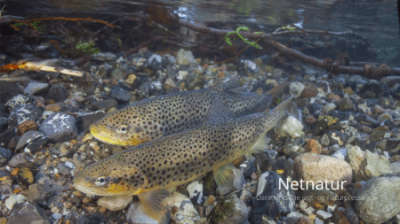 Ny rekord i gydninger i Voer Å-systemet