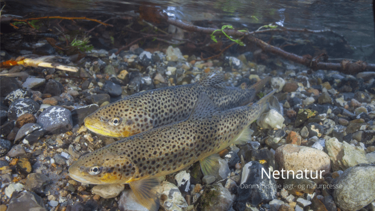 Ny rekord i gydninger i Voer Å-systemet