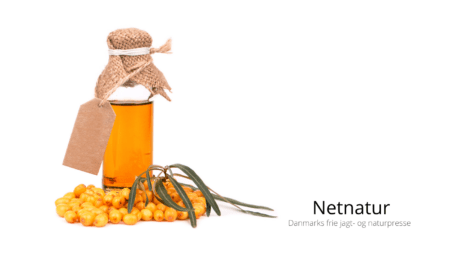 Havtornsirup - sådan laver du den selv