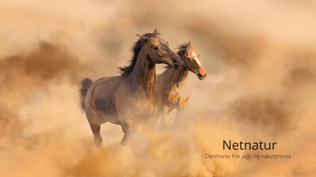 Sigtelse mod jæger som skød hest